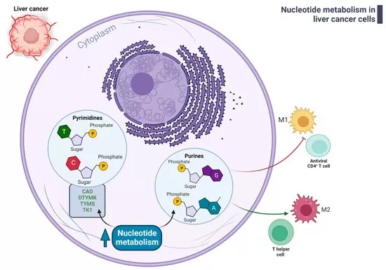Deregulated nucleotide metabolism in liver cancer cells affects immune microenvironment (Foglia et al., 2023)